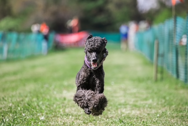 Badger Kennel Club FastCAT May 2021